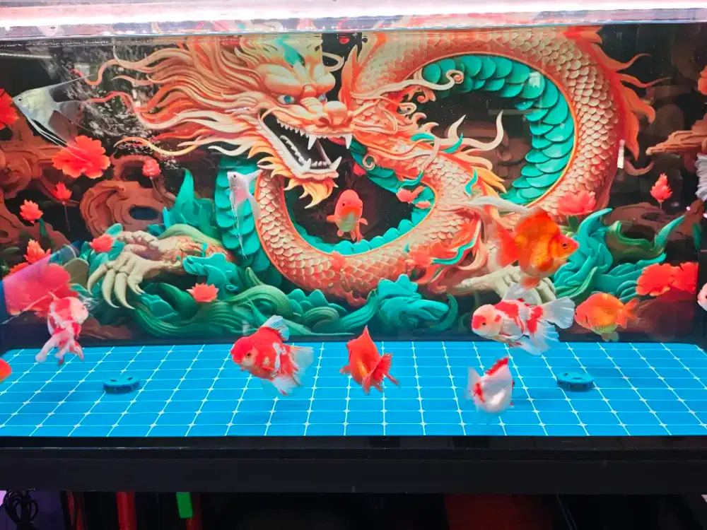 Ikan Koki Oranda Rose Tail , Ranchu , dan Ryukin Size 15cm