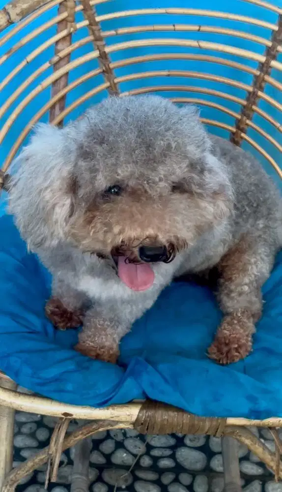 Poodle silver jantan