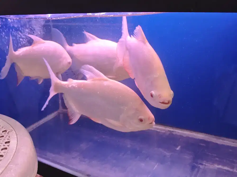 Jual Ikan Pacu/Bawal Albino 20xm Red Eye.