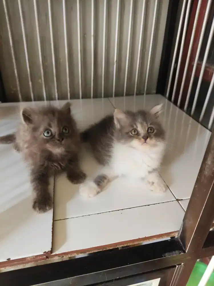 Persia jantan-betina 2,5 bulan