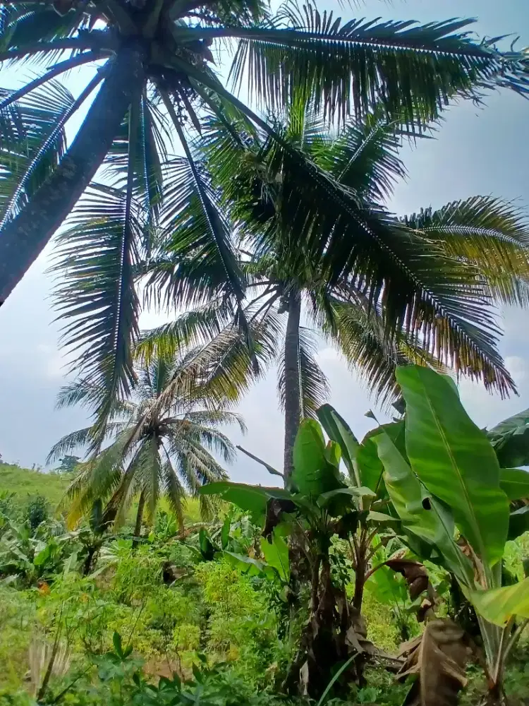 ​DIJUAL: Lahan Strategis ,Investasi Emas untuk Destinasi Wisata