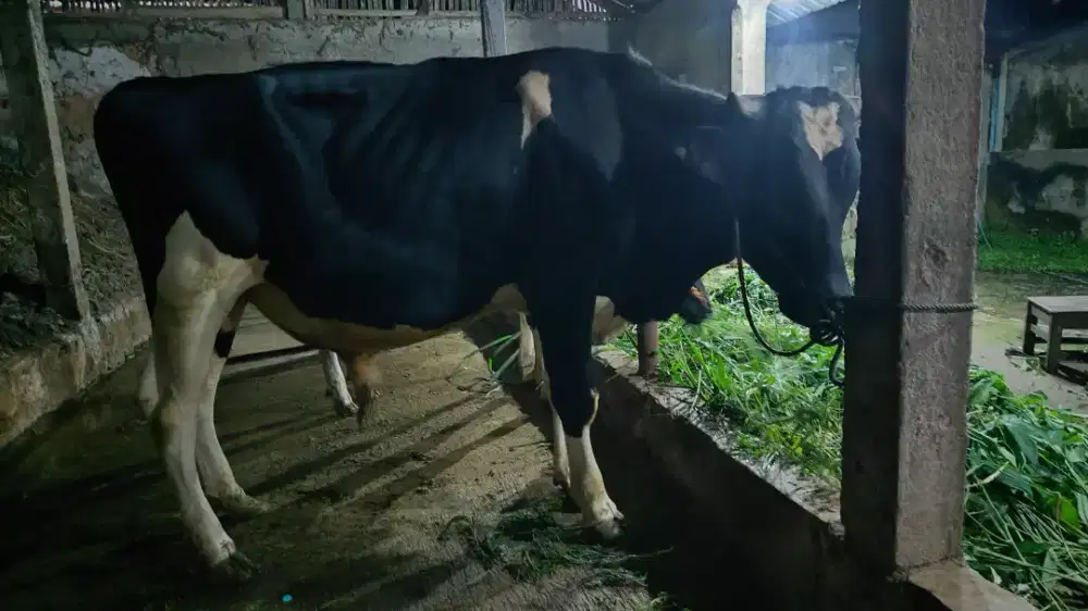 Sapi qurban FH Sehat