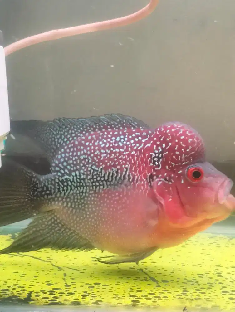 Ikan lohan jual murmer Nego