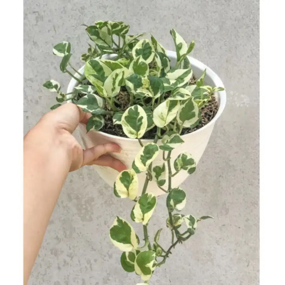 Wanita Mencari Pekerjaan