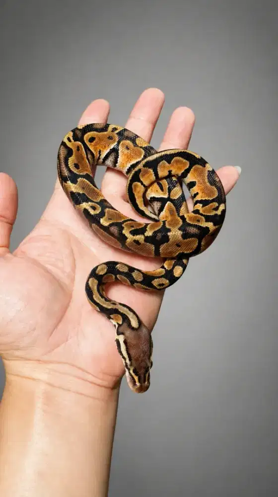 BP Pastel het Ghost Betina Istimewa