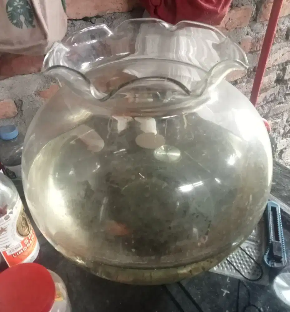 Aquarium bulat utk ikan koki