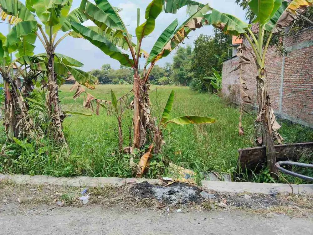 Jual Sawah Murah di Jetis bantul Yogyakarta