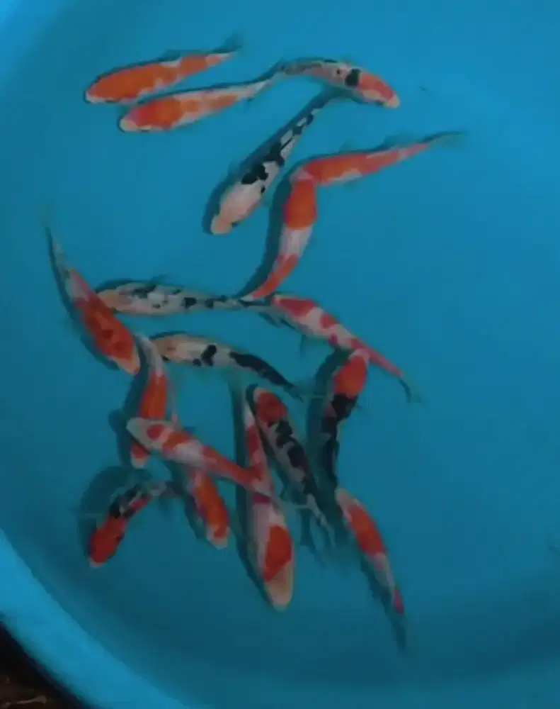 Ikan koi size 13cm