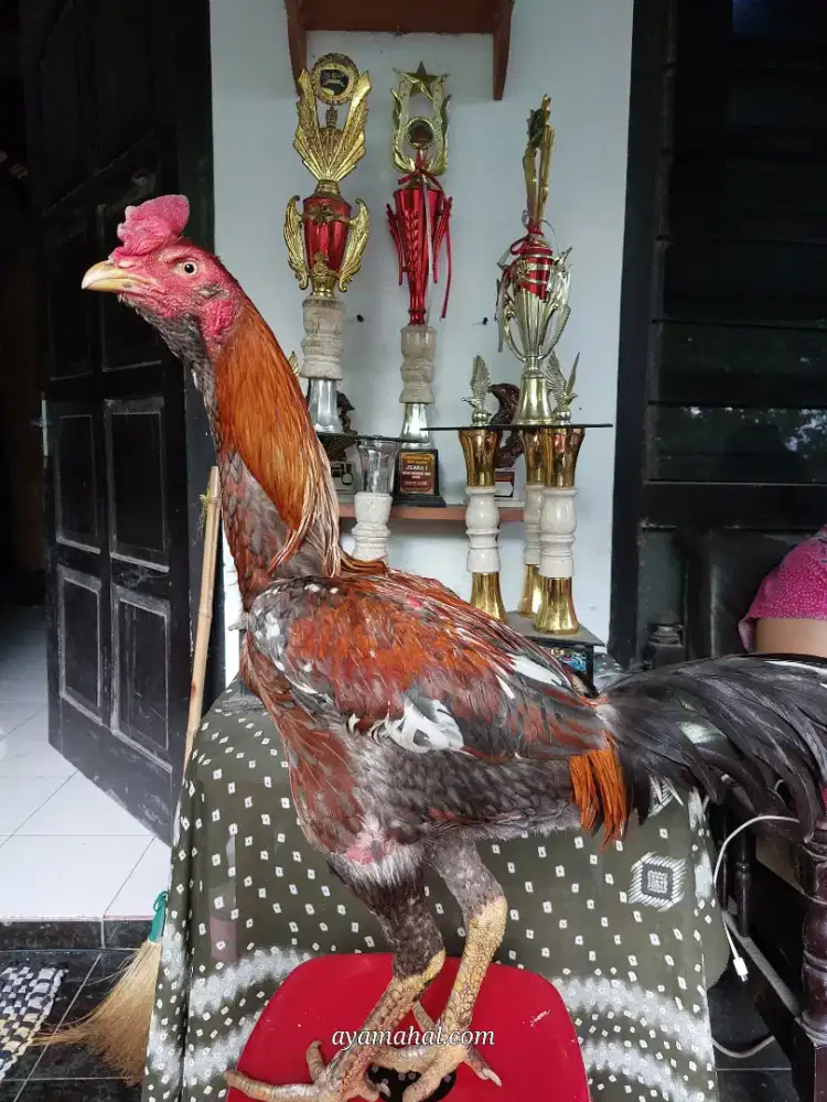 Ayam bangkok jogjakarta