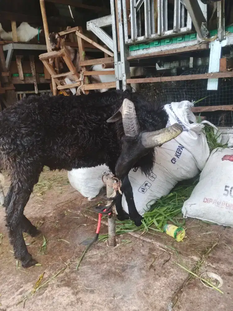 Domba Garut Jumbo Siap Qurban Jaksel