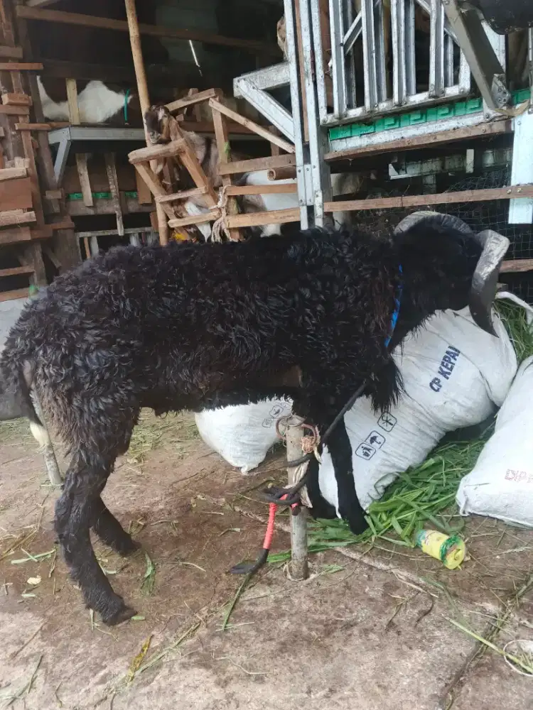 Domba Garut Jumbo Siap Qurban Jaksel