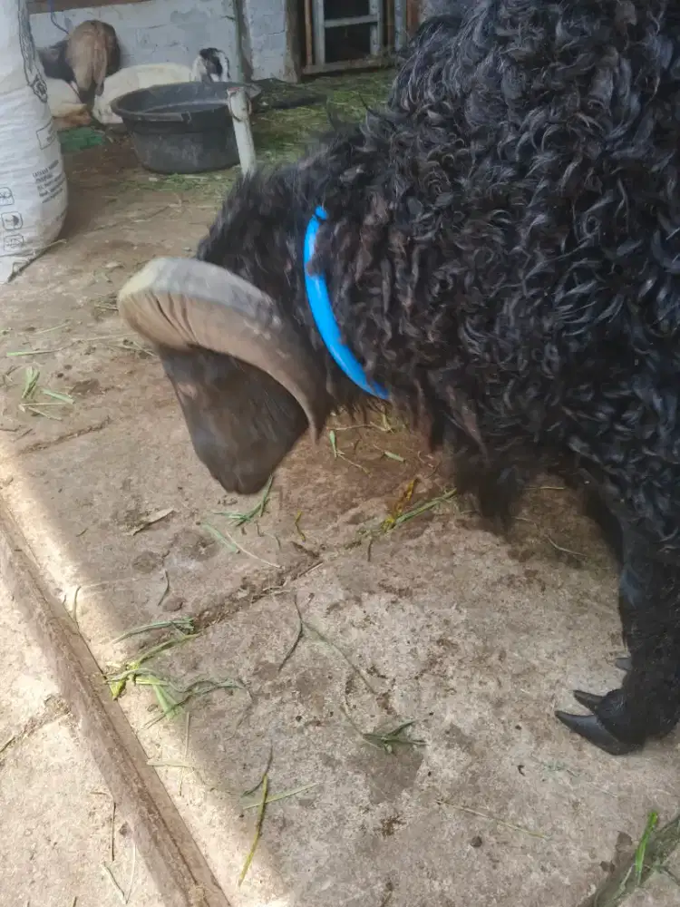 Domba Garut Jumbo Siap Qurban Jaksel