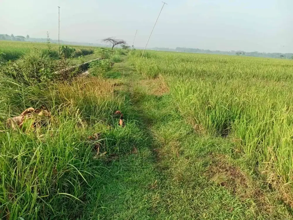 Dijual Tanah Sawah Murah di Sumbersari Moyudan