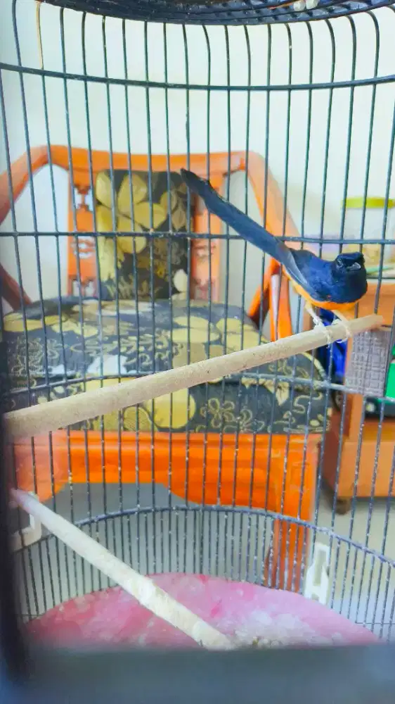 Burung Murai Ekor Panjang