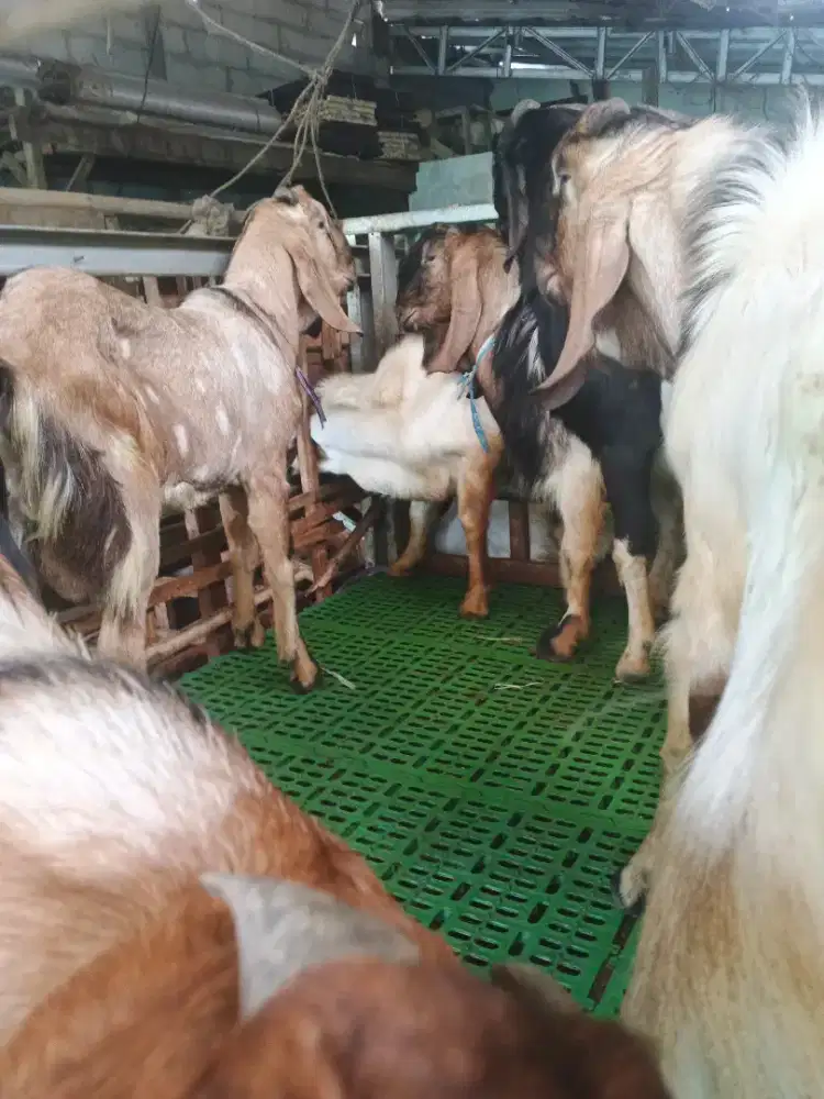Tebar Hewan Qurban Amanah BSD Serpong