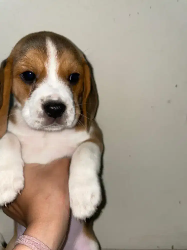 Beagle non stambum , indukan berstambum