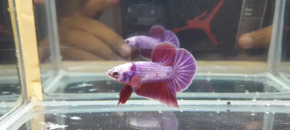 Plakat Purple Hologram