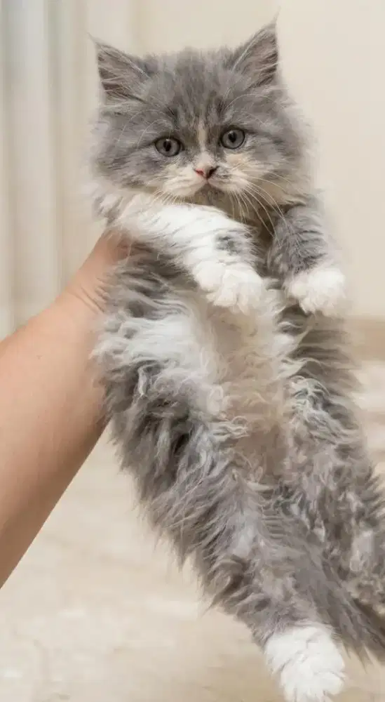 Kucing jantan longhair