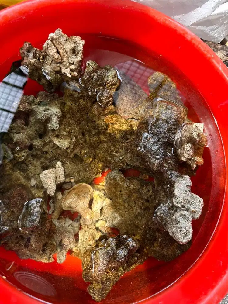 batu live rock air laut