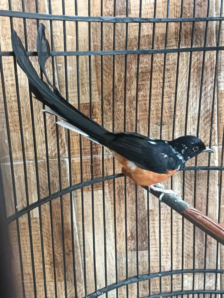 Burung Murai blorok extrem