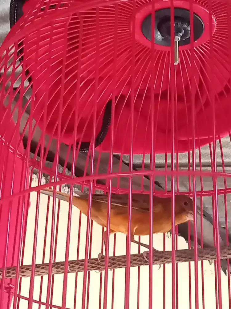 Kenari muda gacor atas bawah FS