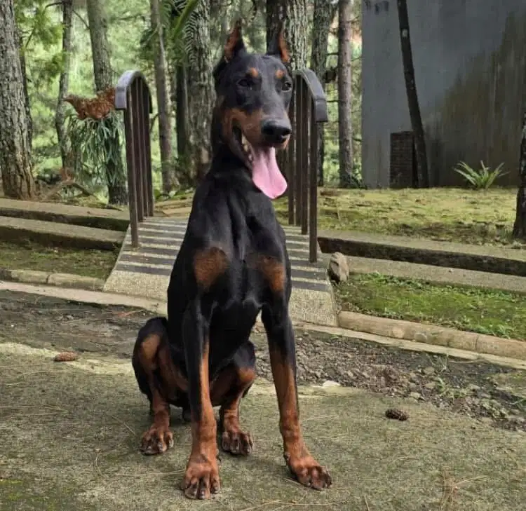 Doberman sepasang