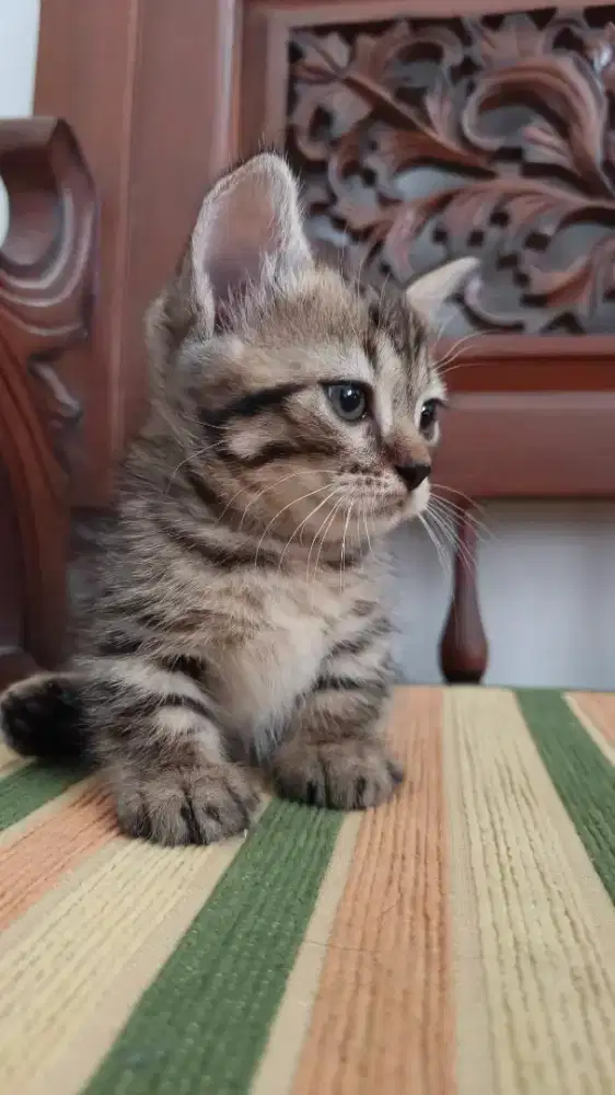 Lepas Adopt Kucing Kitten Munchkin Betina