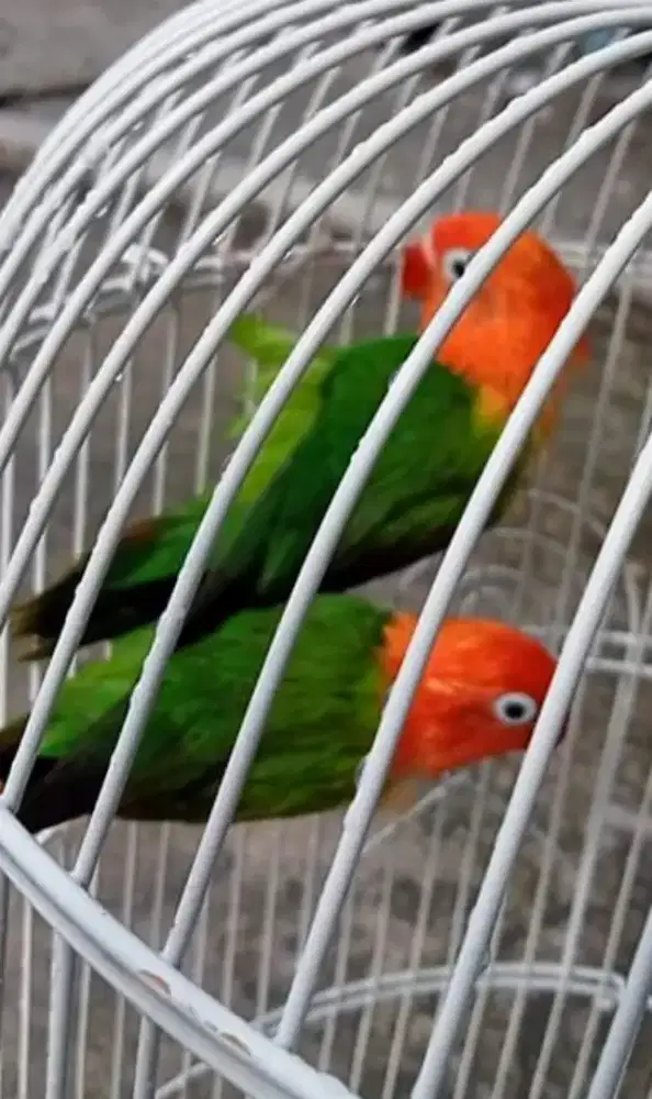 LOVEBIRD BIOLA GREEN SEPASANG