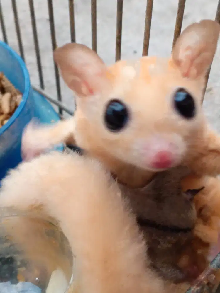 Sugar glider cremino , leucistic , het grey , double het