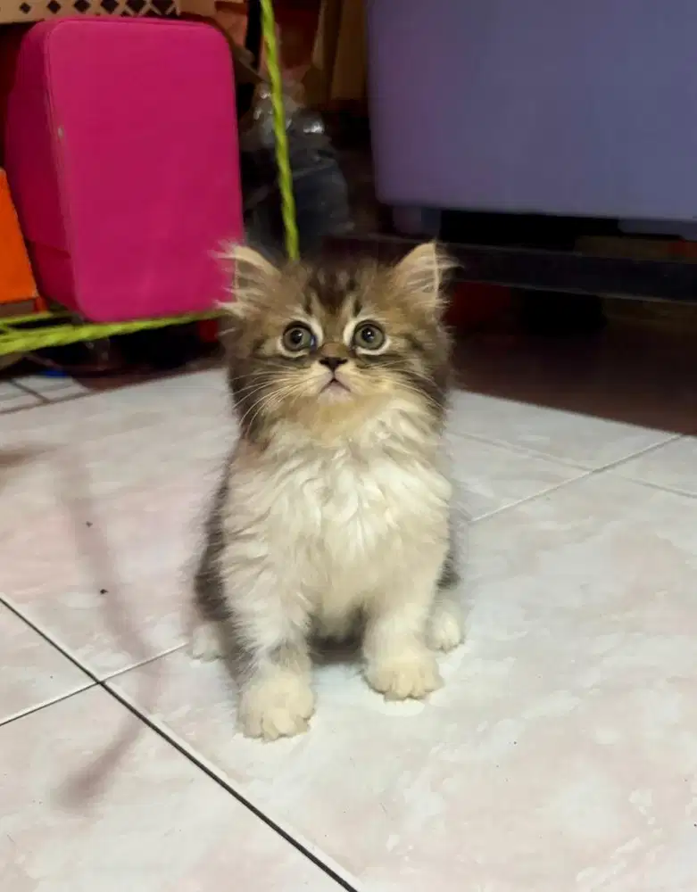 Kucing British Long Hair Kitten