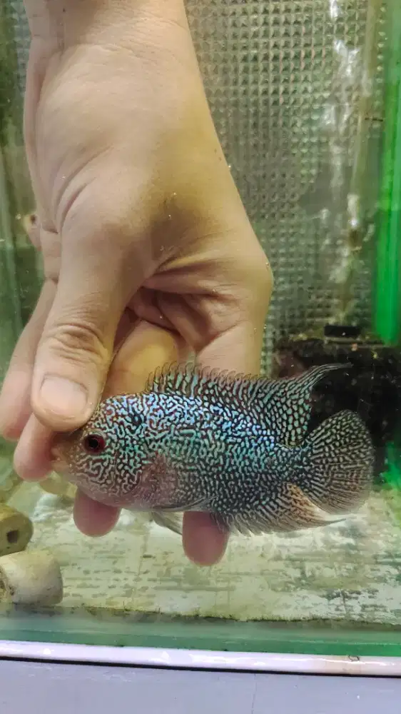 ikan lohan cencu free marking 9cm full mutiara croshead