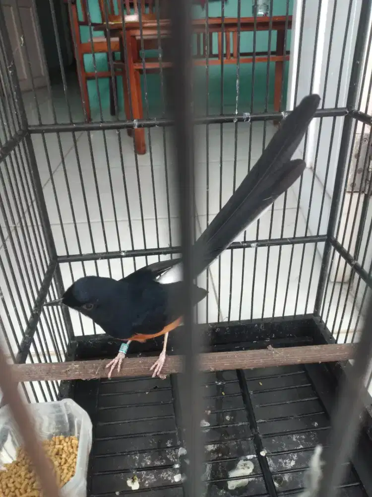 Murai non gembung mulus no minus ekor 18cm