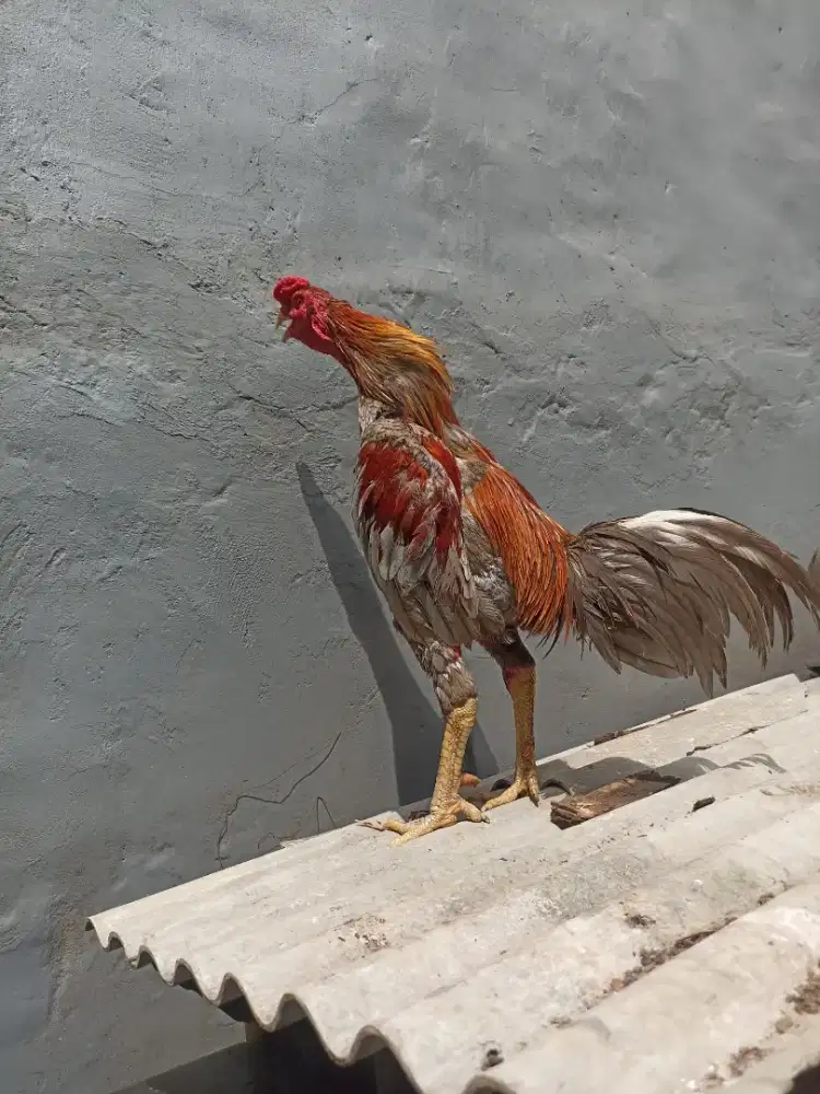 Ayam bangkok selatan