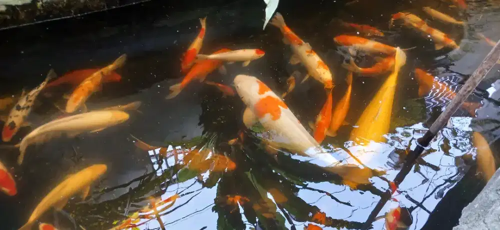 Ikan koi size 25 - 70 cm