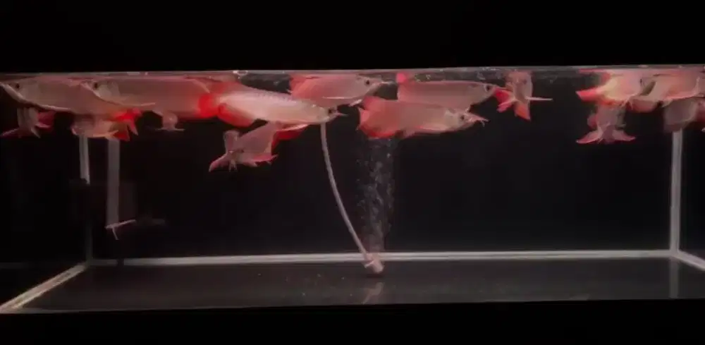 Ikan arowana SuperRed