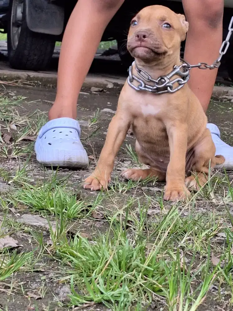 American Pitbull apbt pure murah banget