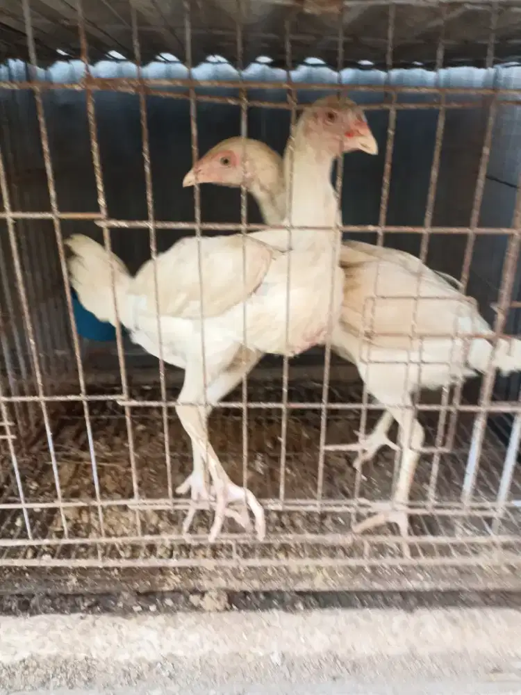 Ayam bangkok klasik putih polos
