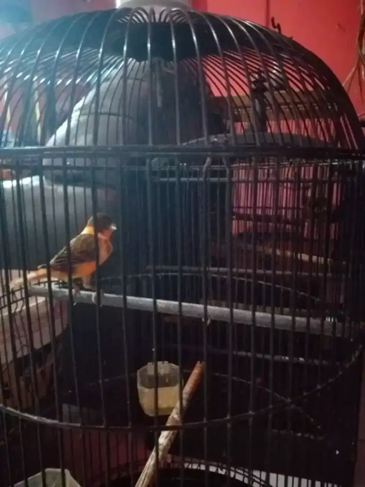 Kenari bon merah jantan