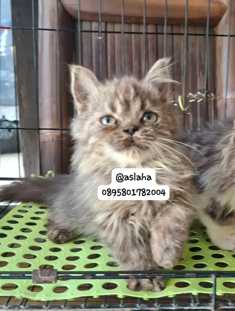 Anak kucing anggora/kitten persia  betina/kucing flatnose betina