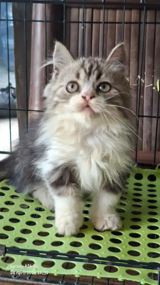 Anak kucing anggora/kitten flatnose jantan/kucing persia  jantan