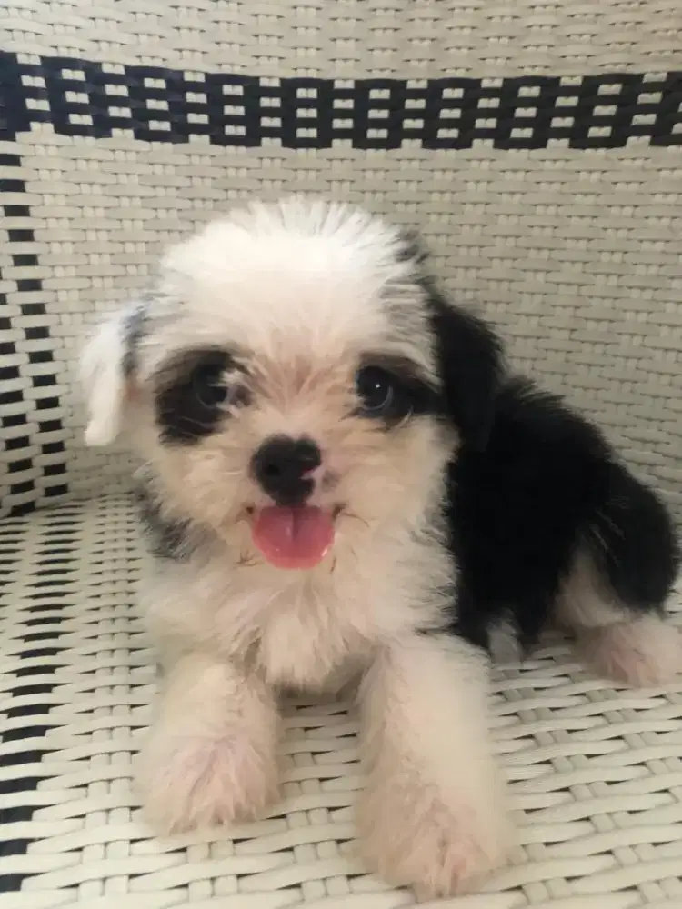 Anakan shitzu betina