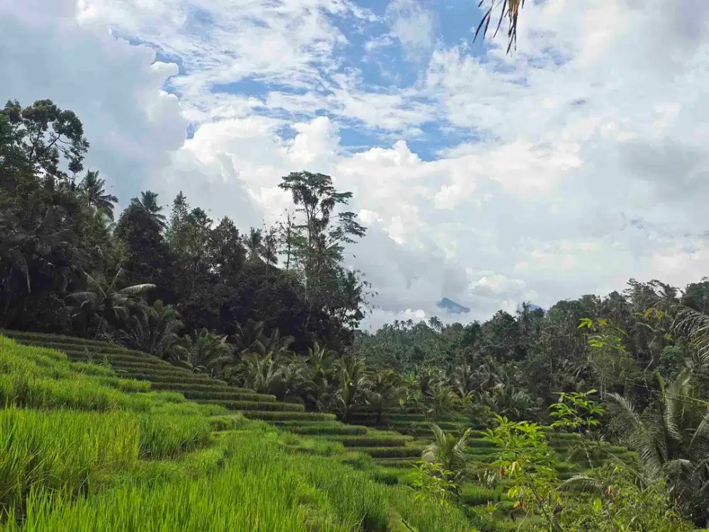 Dijual tanah murah los sungai view sawah terasering dan gunung di bali