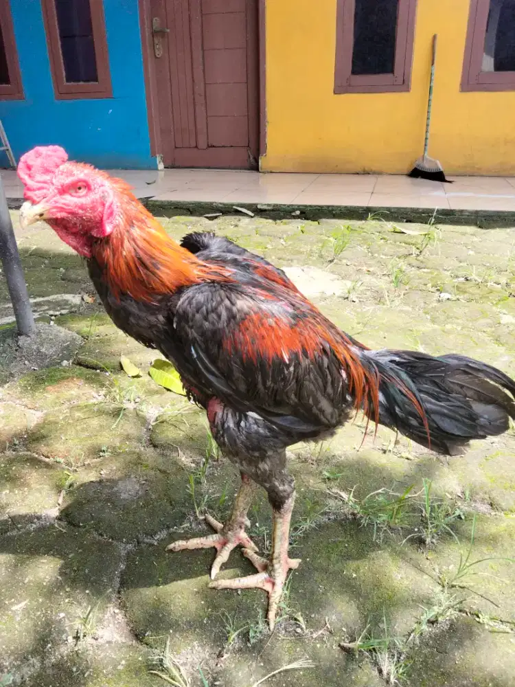 Ayam Bangkok Jawa Timur