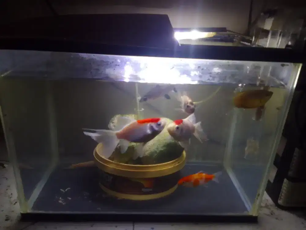 Aquarium fullset sam ikanya