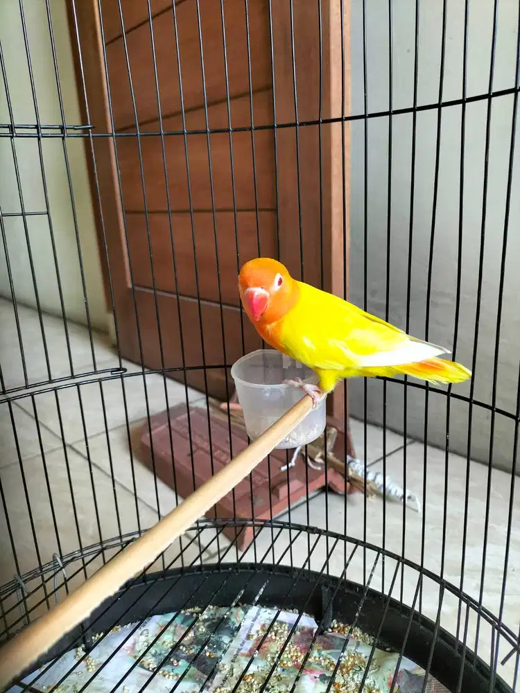 Lutino mata merah paud