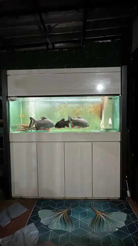 Full set Aquarium Tinggal Pakai P185cm
T 70cm, L 70cm kaca 12mili