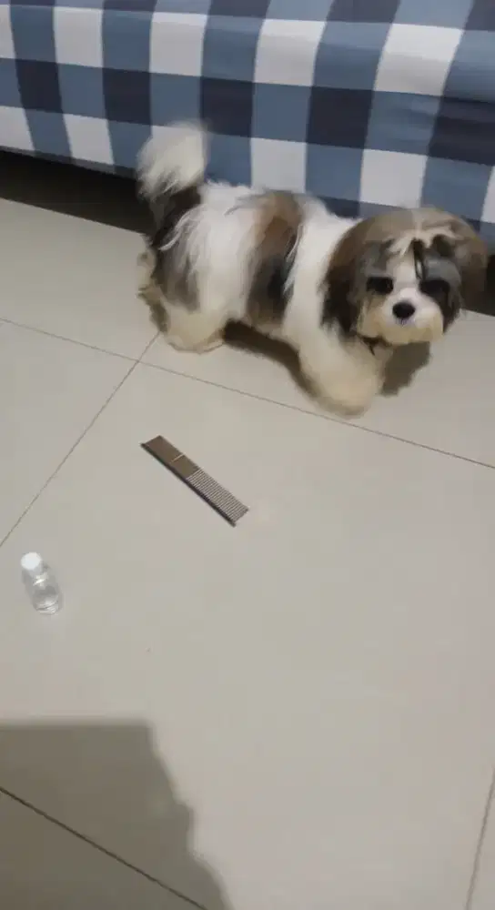 Anjing shihtzu jantan