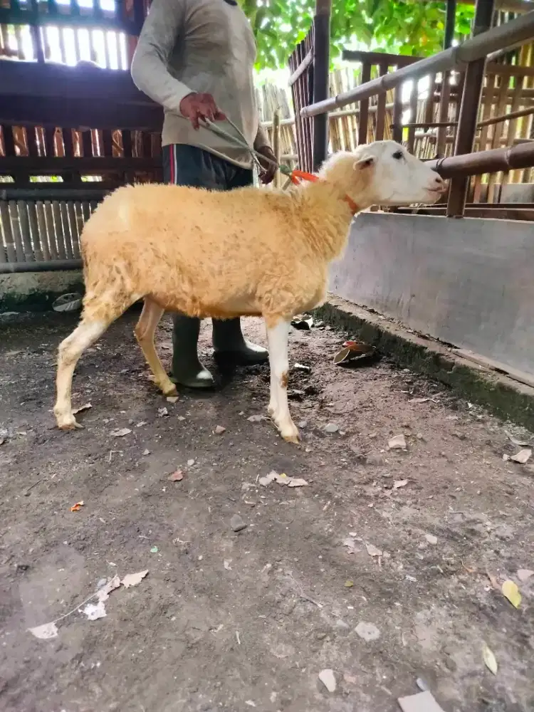 Kambing domba kurban ekonomis