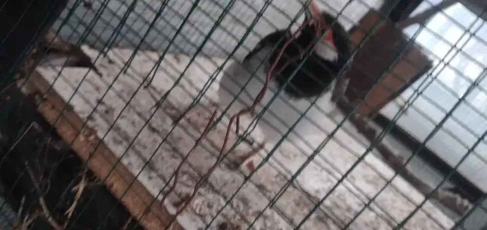 JUAL BURUNG JALAK SUREN