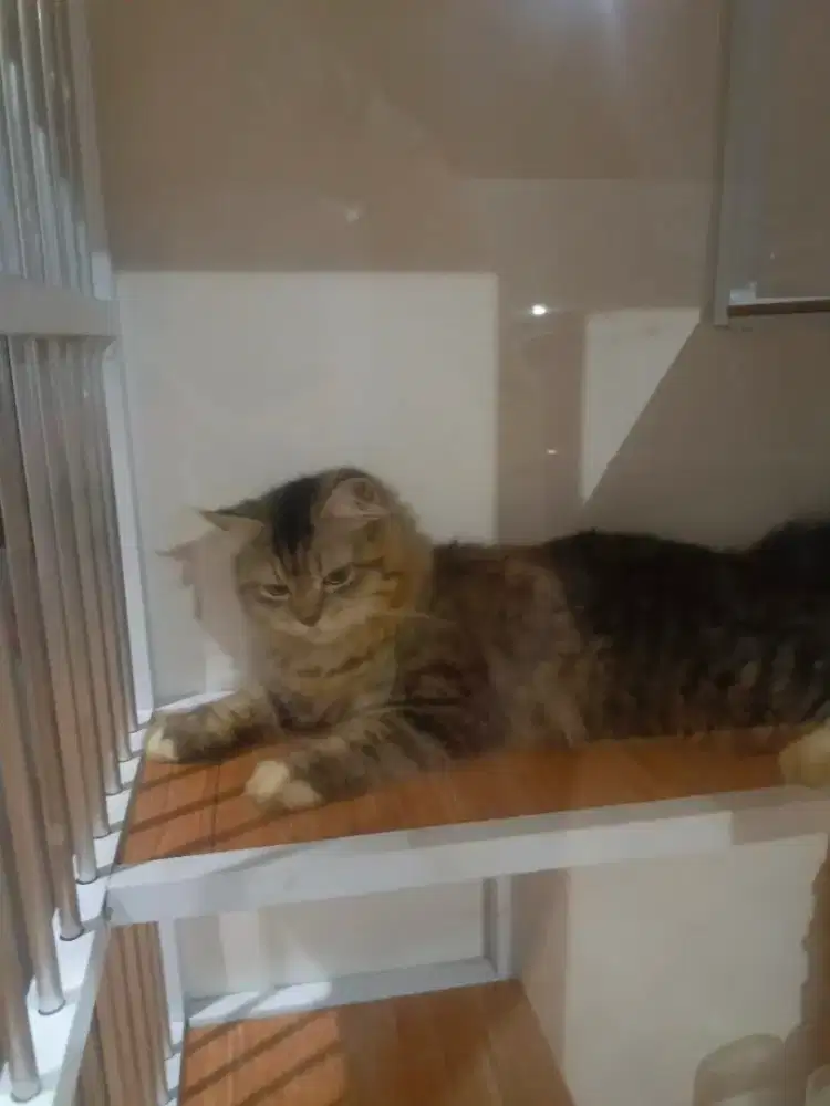 Kucing Persia Jantan